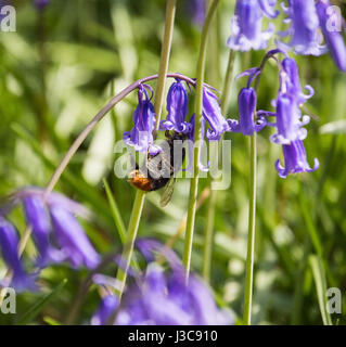 Bee collecting pollen from a bluebell Stock Photo