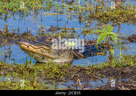 Alligator at Circle B Bar Reserve in Polk County in Lakeland Florida ...