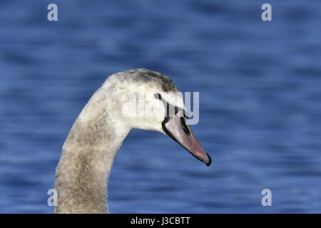 Mute Swan - Cygnus olor - juvenile Stock Photo