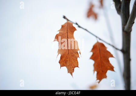 Several leaves on a branch, bronze color. Stock Photo