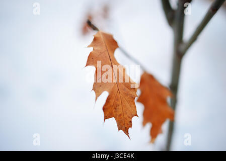 Several leaves on a branch, bronze color. Stock Photo