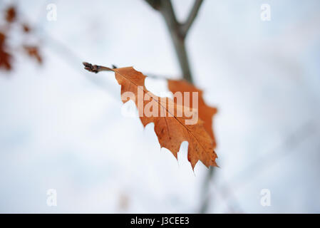 Several leaves on a branch, bronze color. Stock Photo