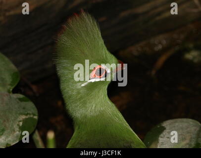 West African Green or Guinea Turaco (Tauraco persa). Found in West and Central Africa - Senegal, Congo to northern Angola. Stock Photo