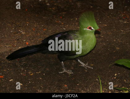 West African Green or Guinea Turaco (Tauraco persa). Found in West and Central Africa - Senegal, Congo to northern Angola. Stock Photo