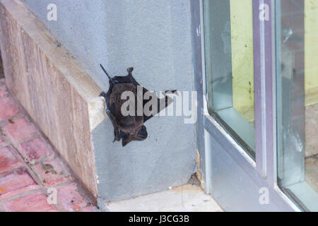 Abstract and conceptual sleeping, bat sleeping on the wall of a palace in the city. Insectivores, feeding on insects. Stock Photo