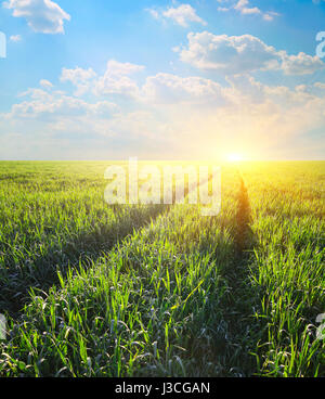 Track in the field of barley at dawn in rays of a rising sun, agriculture landscape Stock Photo