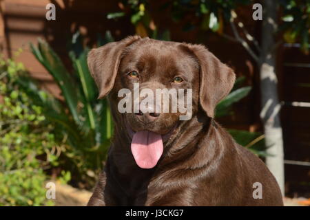 face shot of chocolate brown labrador retriever dog Stock Photo
