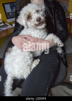 Portrait of a happy pup in his master's lap. Stock Photo