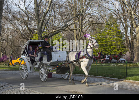 Tourists take a romantic horse and carriage ride in the spring through Central Park in Manhattan, New York City. Stock Photo