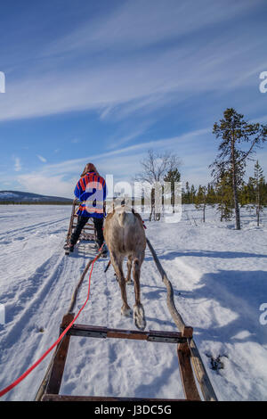 Reindeer Sledding, Swedish Lapland, Sweden Stock Photo