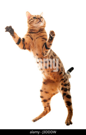Adult Bengal cat jumping freeze action studio shot isolated on white background  Model Release: No.  Property Release: No. Stock Photo