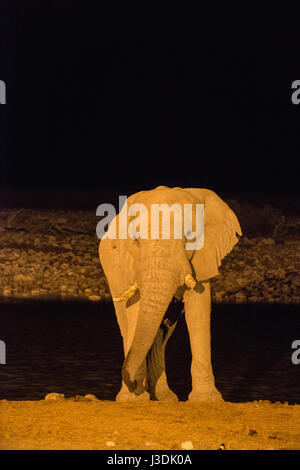African Elephant: Loxodonta africana. Drinking at floodlit waterhole at night. Etosha, Namibia. African Elephant: Loxodonta africana. Drinking at floodlit waterhole at night. Etosha, Namibia.