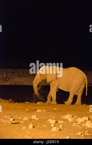 African Elephant: Loxodonta africana. Drinking at floodlit waterhole at night. Etosha, Namibia.
