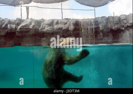 SINGAPORE. 2016. Tropical polar bear Stock Photo