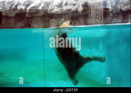 SINGAPORE. 2016. Tropical polar bear Stock Photo