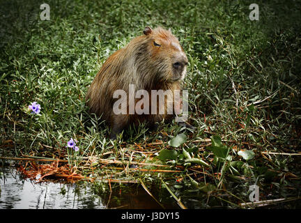 NATIONAL PARK ESTEROS DEL IBERA, ARGENTINA - NOV 25, 2014: Capybara (Hydrochoerus hydrochaeris), the largest rodents in the world. Wetlands in Nature  Stock Photo