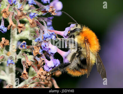 Feeding European Common Carder-bee (Bombus pascuorum). Stock Photo