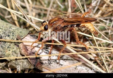 Male European Hornet robberfly (Asilus crabroniformis), one of the largest assassin fly species. Stock Photo