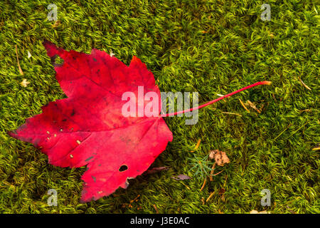 Fall in Maine, red maple leaf on green moss background Stock Photo