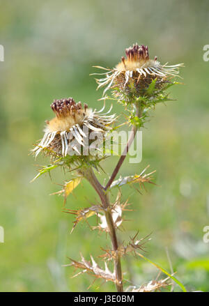 Carline Thistle (Carlina vulgaris) Flowers Stock Photo