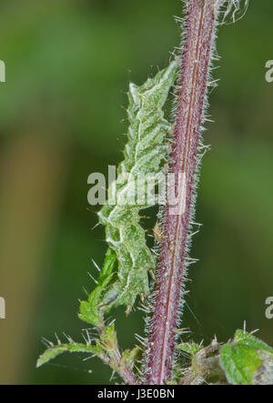 Caterpillar of The Spectacle Moth (Abrostola tripartita) Stock Photo