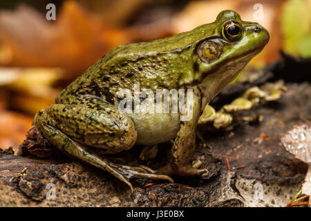 Bull frog on a log in Maine in a forest out of water Stock Photo