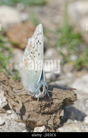 Chalk Hill Blue feeding on Sheep Dung, Sussex Downland Stock Photo