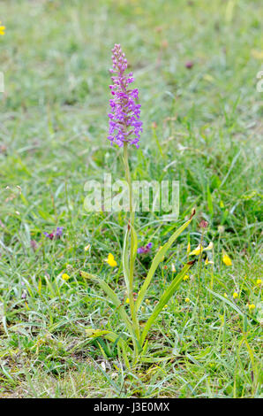 Marsh Fragrant Orchid Plant (Gymnadenia densiflora) in Sussex Stock Photo