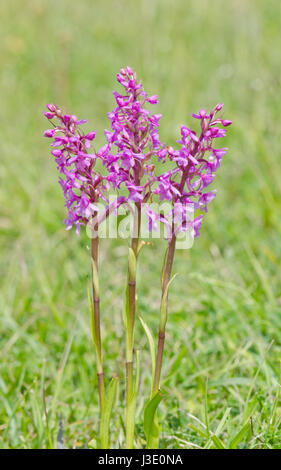 Common Fragrant Orchid Spikes Stock Photo