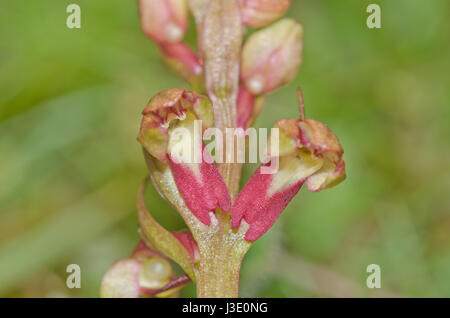 Flowers of Frog Orchid (Dactylorhiza viride) Red Form. Sussex Stock Photo