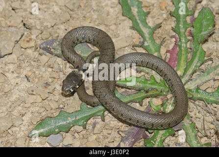 Juvenile Barred Grass Snake (Natrix helvetica) 1 of 2 Stock Photo