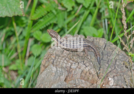 Gravid Common or Viviparous Lizard (Zootoca vivipara) showing caudal autotomy. Lacertidae. Sussex, UK