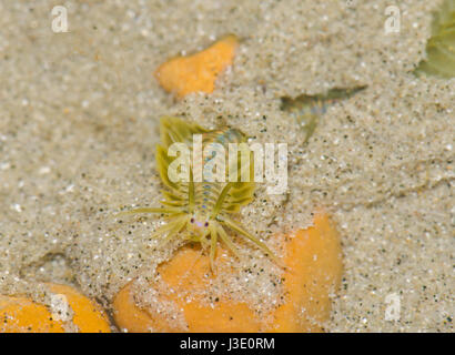 Head of Green Paddleworm (Phyllodoce lamelligera) Stock Photo