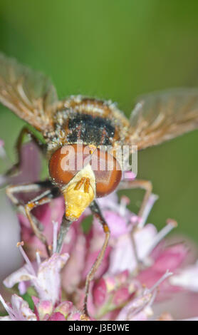 Lesser Hornet Hoverfly (Volucella inanis) feeding Stock Photo