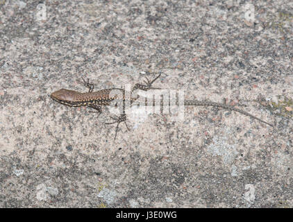 Juvenile European Wall Lizard (Podarcis muralis). Lacertidae, Dorset, UK Stock Photo