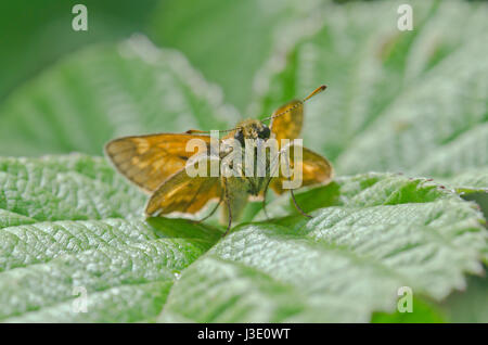 Large Skipper Butterfly (Ochlodes sylvanus) Stock Photo