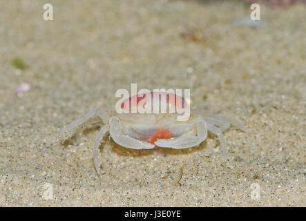 Pea Crab Female on sand (Pinnotheres pisum) Stock Photo