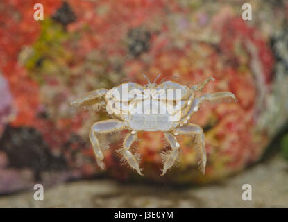 A Male Pea Crab (Pinnotheres pisum) Swimming in search of a host mussel containing a trapped female Stock Photo