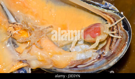 Pea Crab Male and Red Form Female(Pinnotheres pisum) Stock Photo