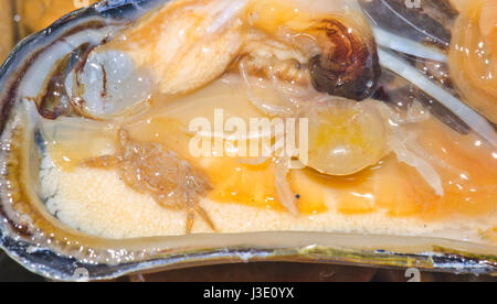 Pea Crab Male and Female(Pinnotheres pisum) Stock Photo