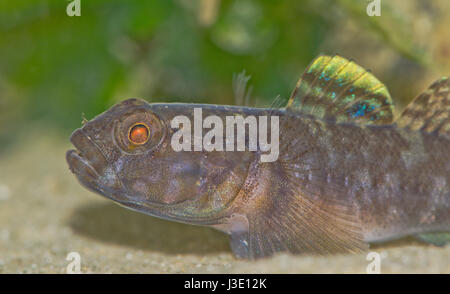 Male Rock goby (Gobius paganellus) in Breeding Colours Stock Photo
