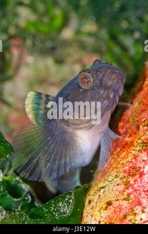 Male Rock goby (Gobius paganellus) Stock Photo