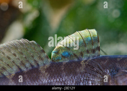Male Rock goby (Gobius paganellus) Dorsal Fins in Breeding Colours Stock Photo