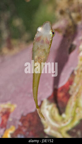 Small-headed Clingfish (Apletodon dentatus) Underside Stock Photo