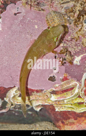 Small-headed Clingfish (Apletodon dentatus) on pink encrusted rock Stock Photo