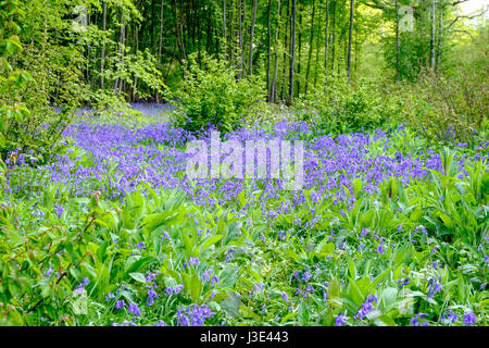 Bluebells, Scilla non-scripta / Endymion nonscriptus / Hyacinthoides non-scripta in flower, hamstreet nature reserve, kent, uk Stock Photo