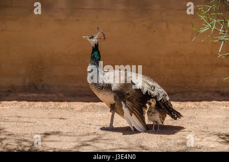 Peafowl mother protects its chick from the sun, providing shadow with its wing in Solitair, Namibia. Stock Photo