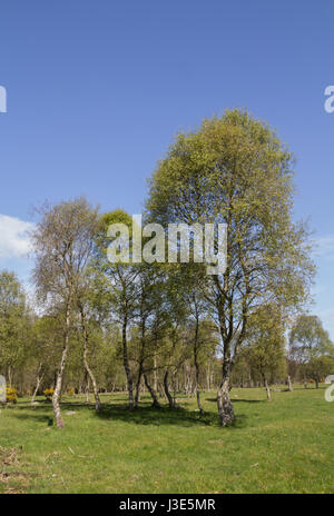 Silver birch trees in Spring Stock Photo