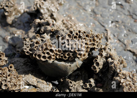 Sand tubes used by Honeycomb worm on beach seashore Stock Photo