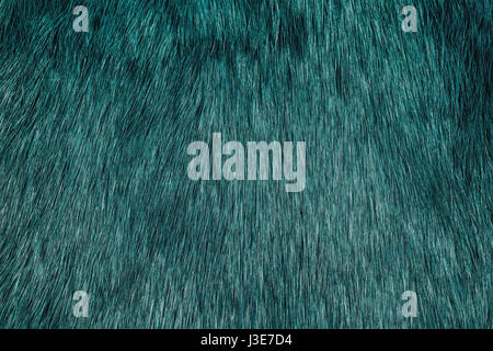 Blue fur texture, macro photography. Stock Photo